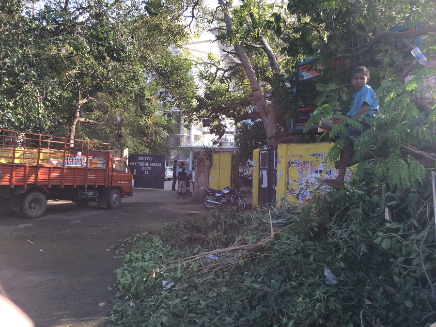 Uprooted Trees In Front Of The Gate At MA Chidambaram Stadium