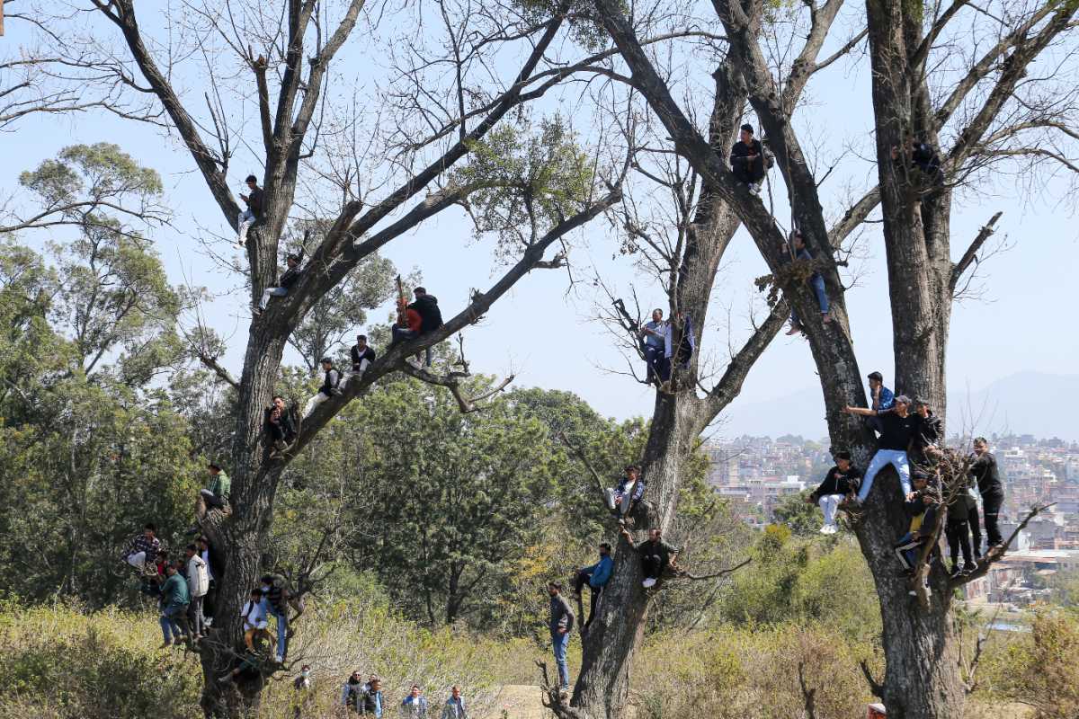 Nepal fans take any vantage point they can get to catch a glimpse of the final, Nepal vs Netherlands, Nepal Triangular Series, final, Kirtipur, March 5, 2024