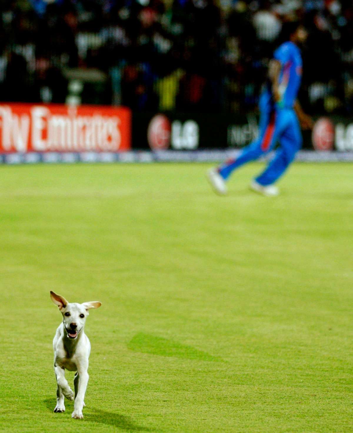 West indies dog on sale