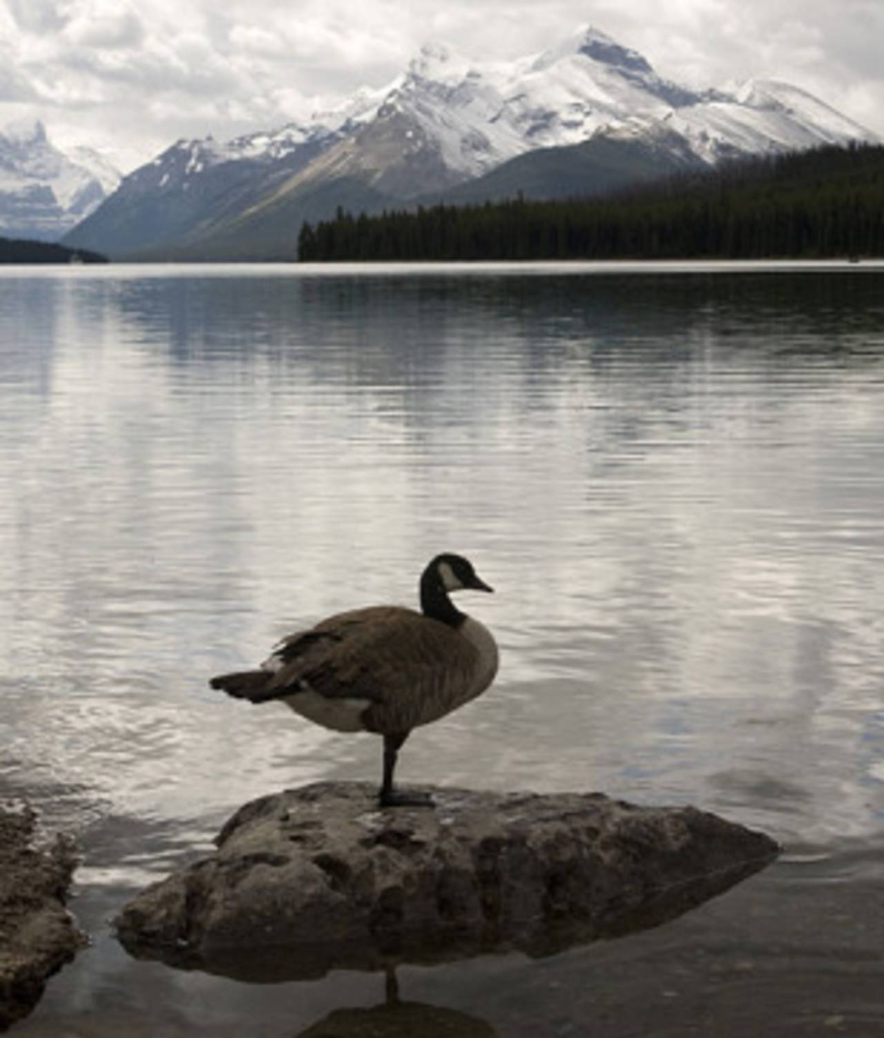 A Canadian goose takes a one-legged nap at the edge of Lake Maligne, Canada, July 5, 2009