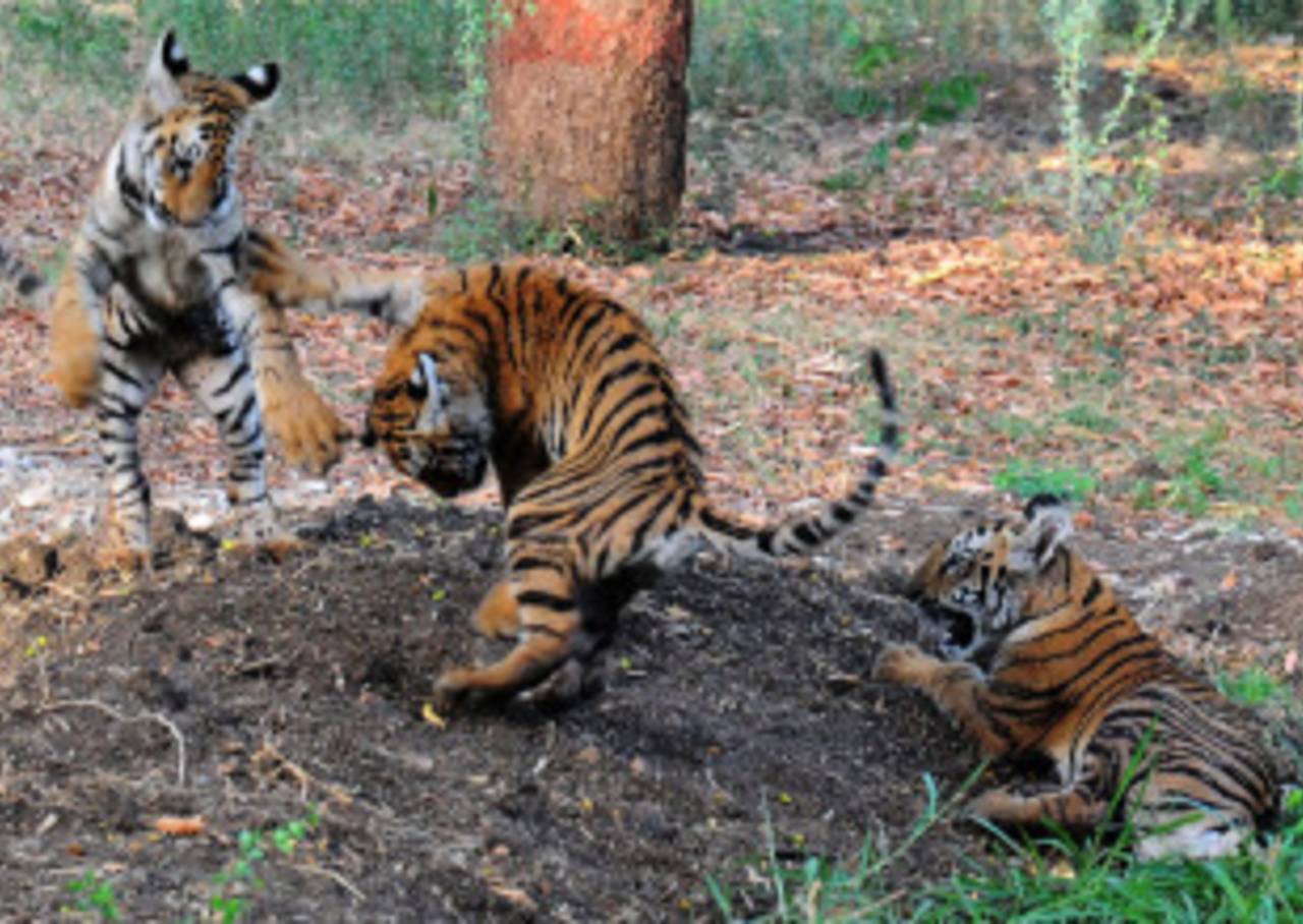 Tiger cubs play in their enclosure at Nagpur Zoo, May 3, 2009