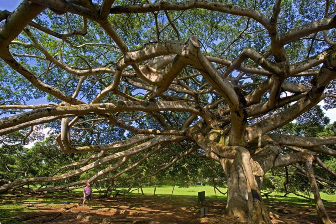 A tree at the Royal Botanical Garden in Peradeniya near Kandy