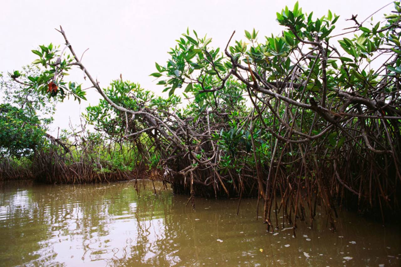Mangrove trees in Pichavaram play host to many species of birds&nbsp;&nbsp;&bull;&nbsp;&nbsp;Dinodia