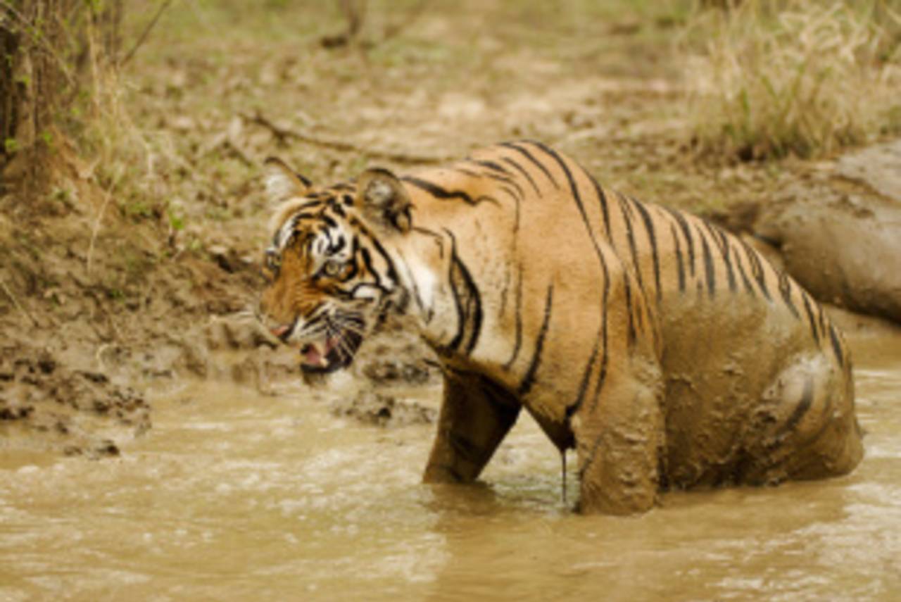 A tiger sits in a pond at Ranthambore National Park, May 9, 2008