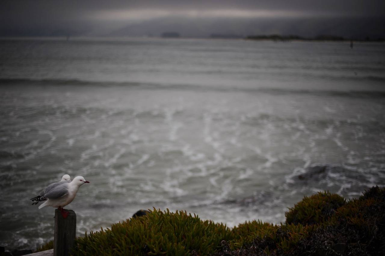 Two seagulls sit atop a post on the Otago peninsula near Dunedin, September 7, 2011