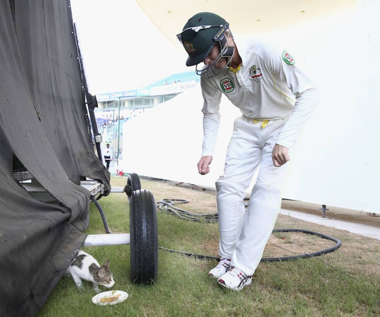 Steven Smith feeds a cat, Pakistan v Australia, 2nd Test, Abu Dhabi, 1st day, October 30, 2014