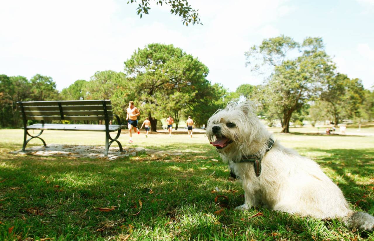 Athletes, picnickers, pet owners: Centennial Park hosts them all&nbsp;&nbsp;&bull;&nbsp;&nbsp;Getty Images