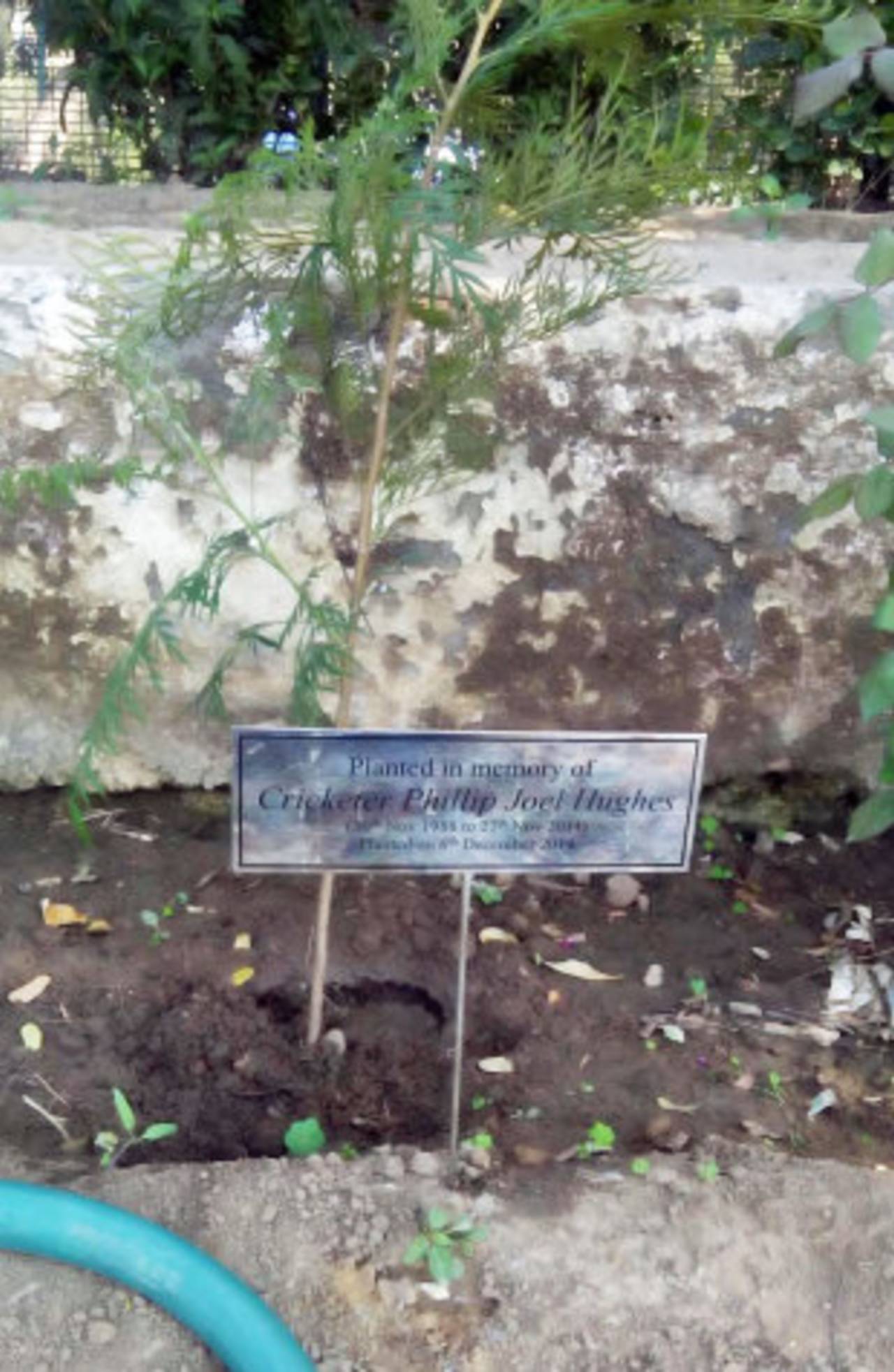 The sapling planted by Gautam Gambhir in memory of Australian batsman Phillip Hughes&nbsp;&nbsp;&bull;&nbsp;&nbsp;ESPNcricinfo Ltd