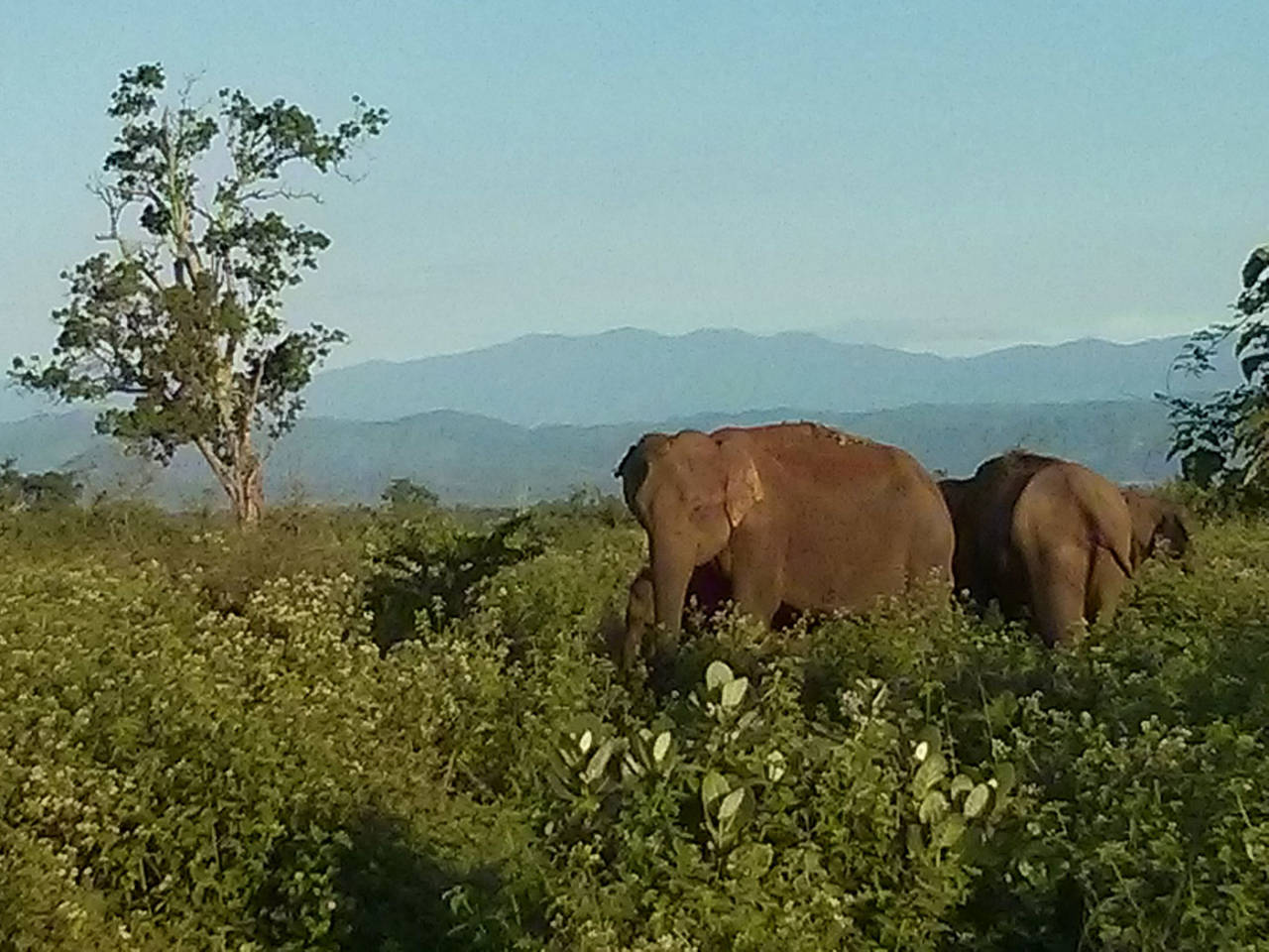 Elephants at the Udawalawe National Park in Sri Lanka, December 2, 2014