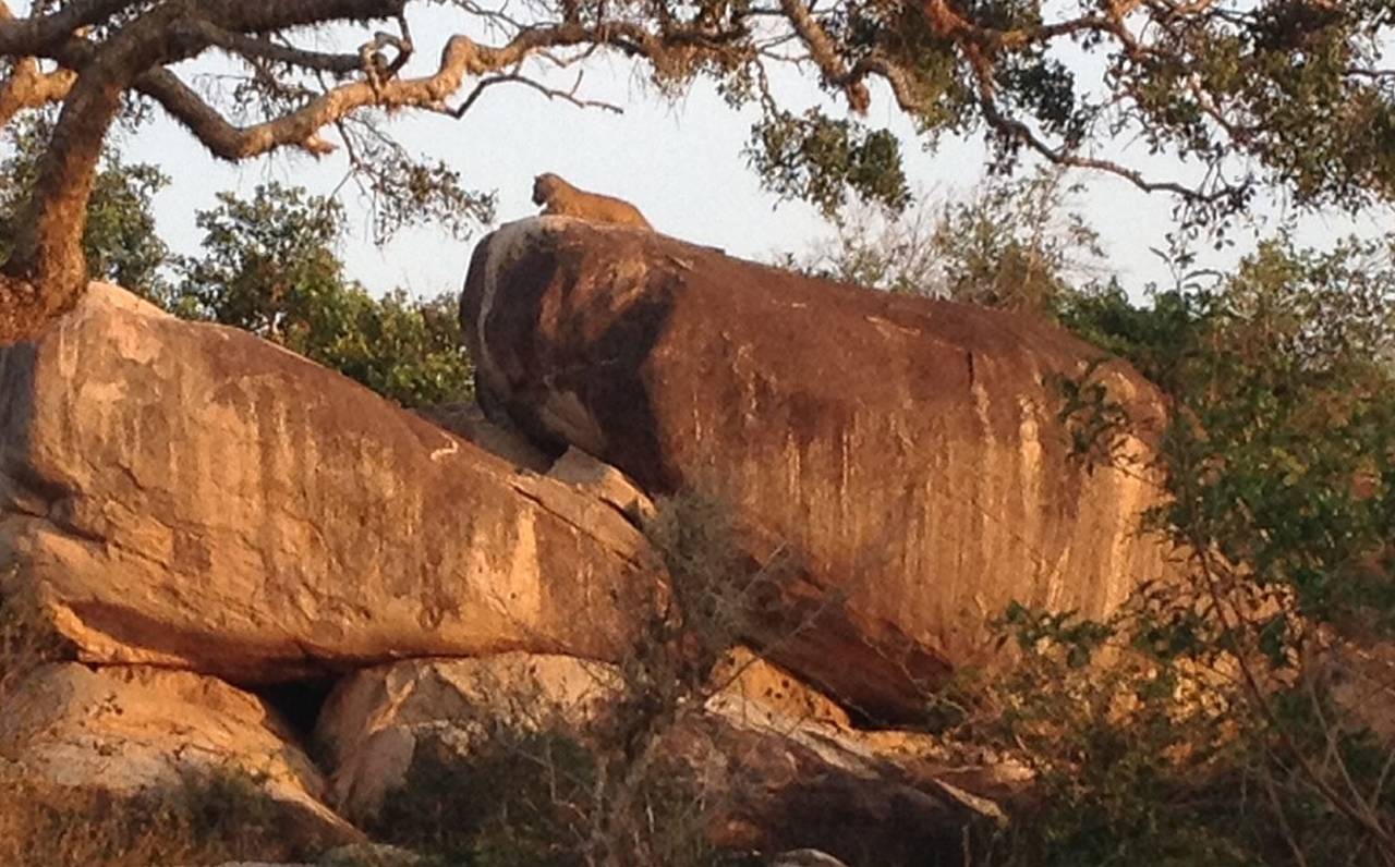 A leopard rests atop a rock at Yala National Park, Sri Lanka, November 2014