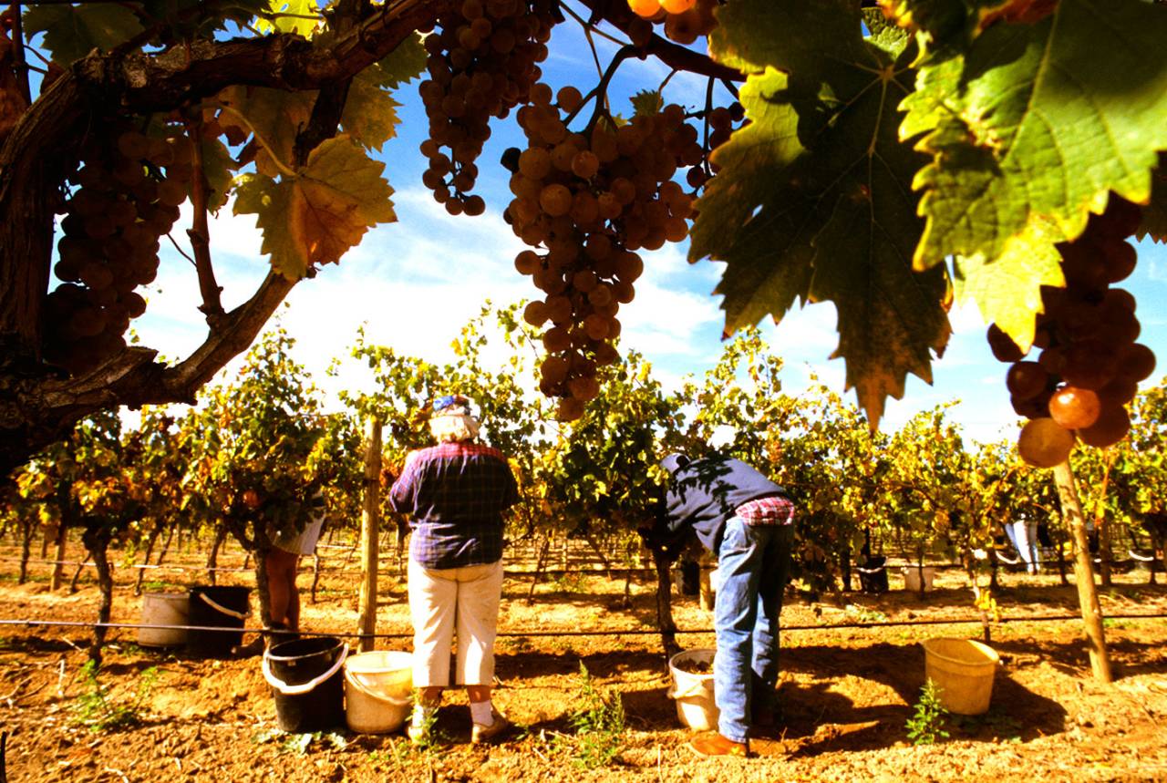 Grape pickers in Barossa Valley, January 1, 1999