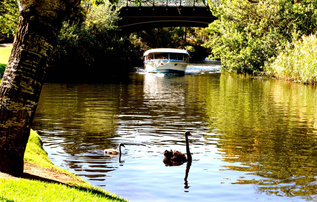 A swan and a signet make their way along the Torrens River in Adelaide, May 31, 2007