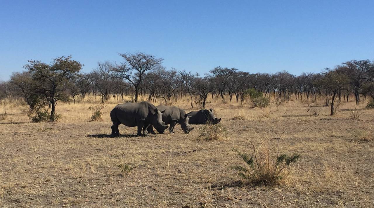 A group of rhinos in Matapos, Zimbabwe, August 2016