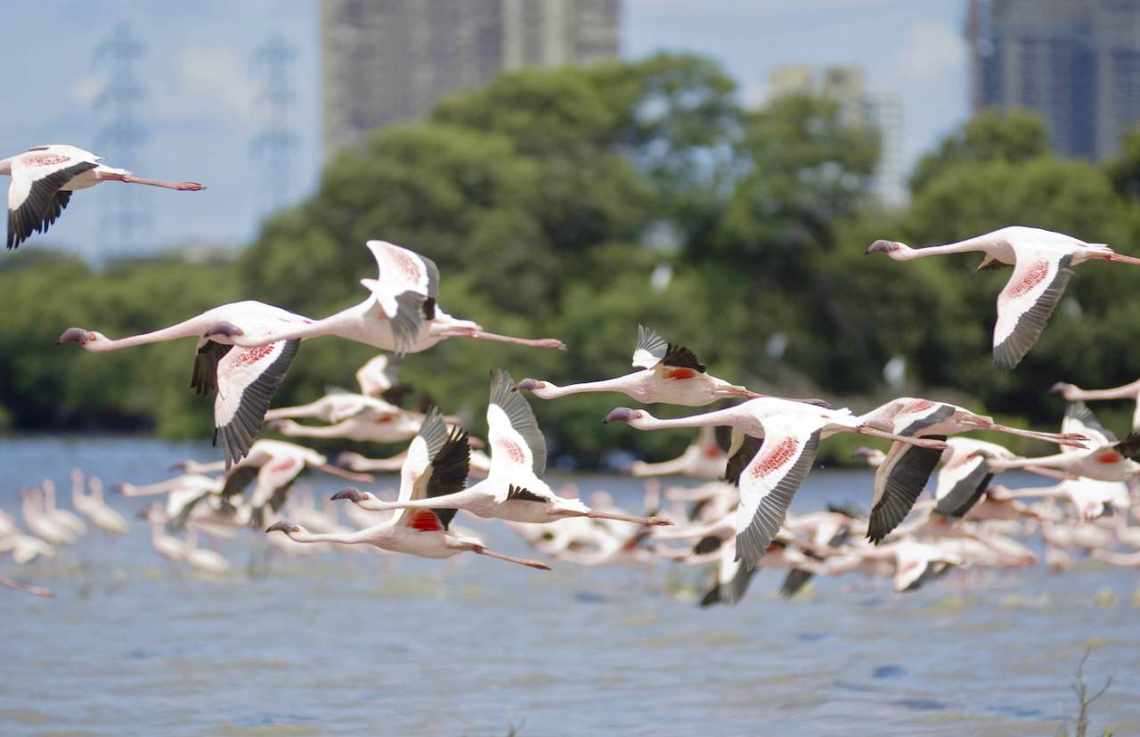 Migratory flamingos add a splash of pink against the grey of Mumbai's skyline