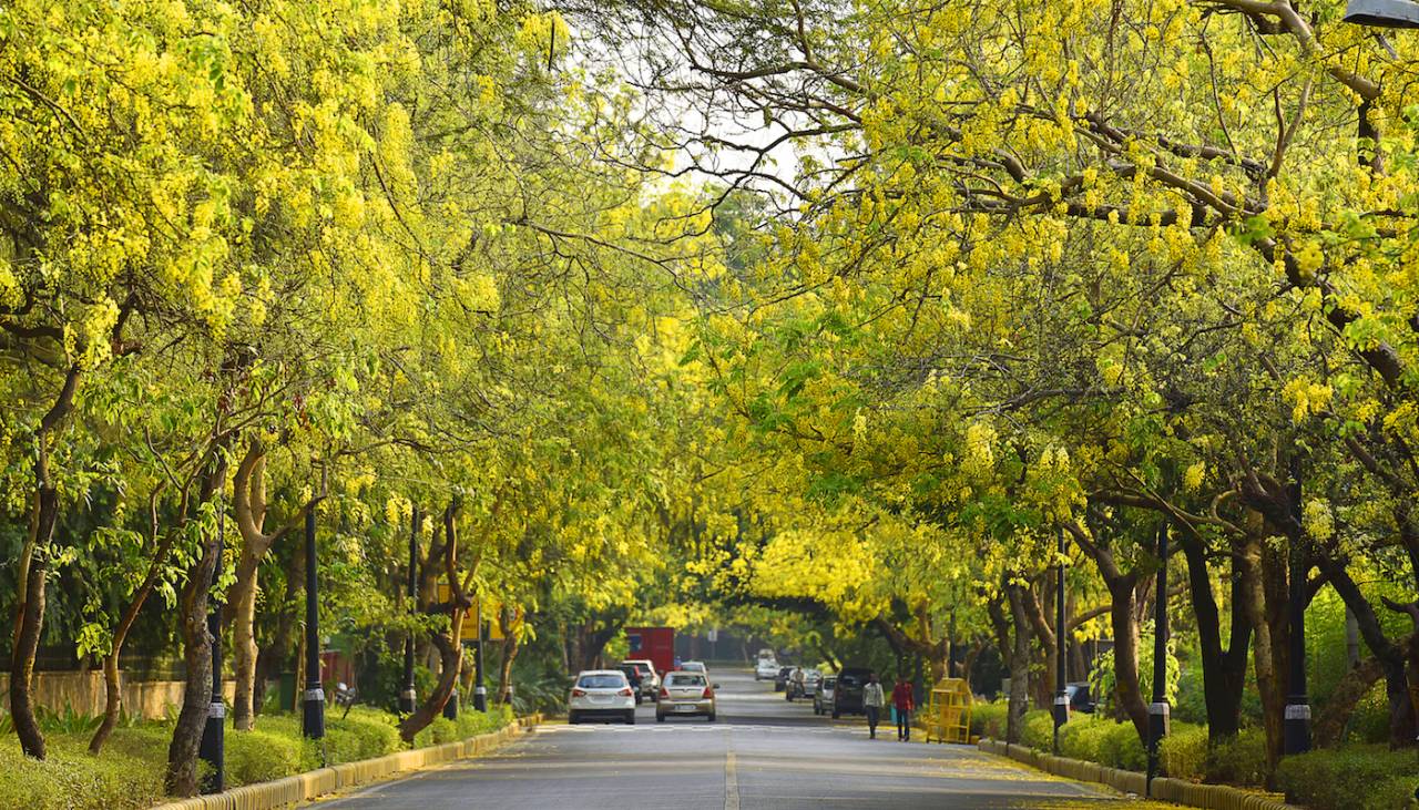 Amaltas, also known as the golden shower trees, seen in full bloom on May 13, 2016 in New Delhi