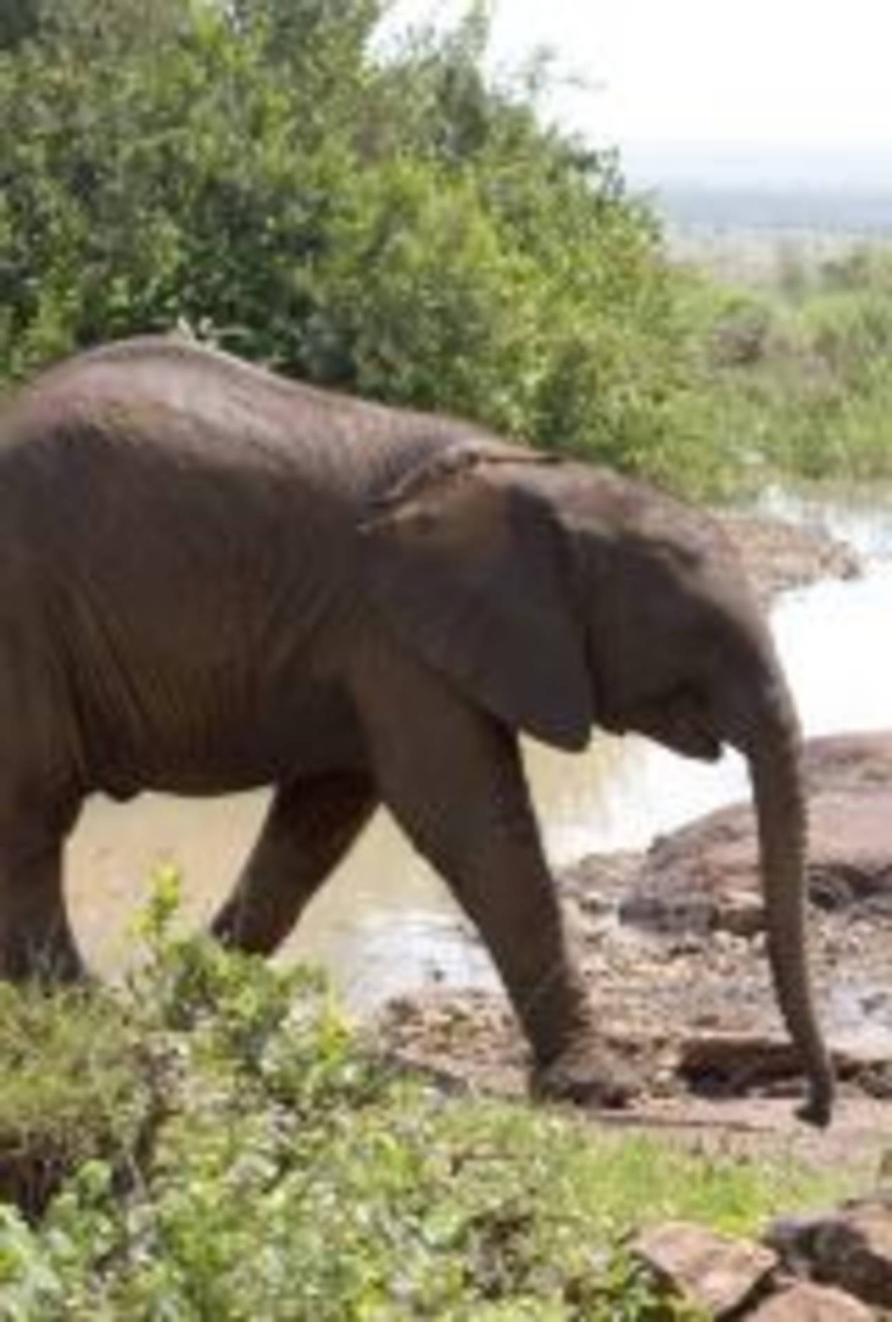 A baby elephant at The David Sheldrick Wildlife Trust, Nairobi, February 3, 2007