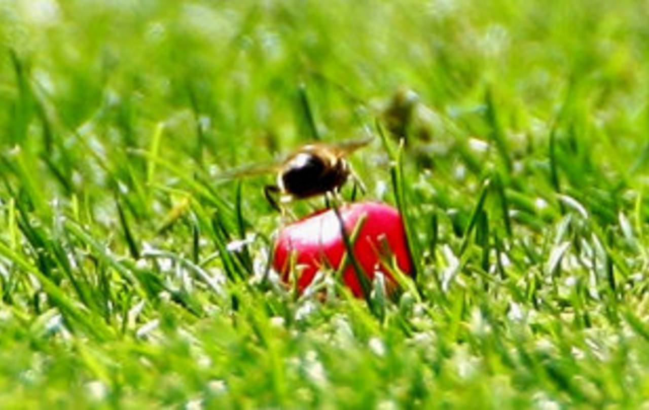 A bee sits on a jelly bean lying on the outfield, England v India, 2nd Test, Trent Bridge, 5th day, July 31, 2007