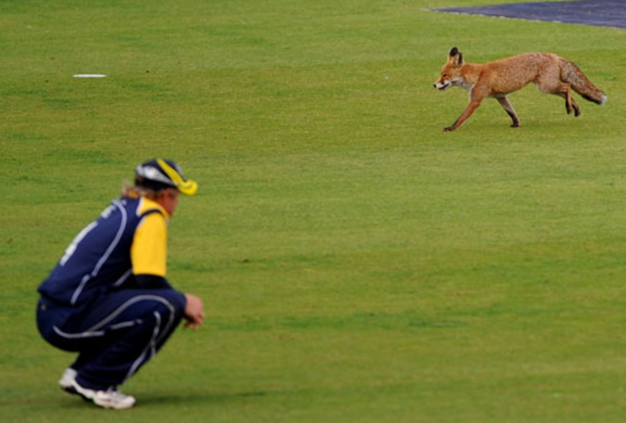 A fox interrupts play at The Oval, Surrey v Warwickshire, Pro40, The Oval, September 16, 2009