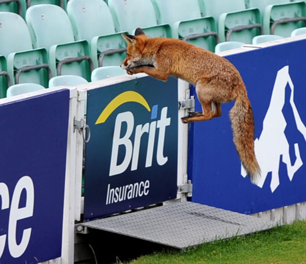 A fox heads for cover after interrupting play at The Oval, Surrey v Warwickshire, Pro40, The Oval, September 16, 2009