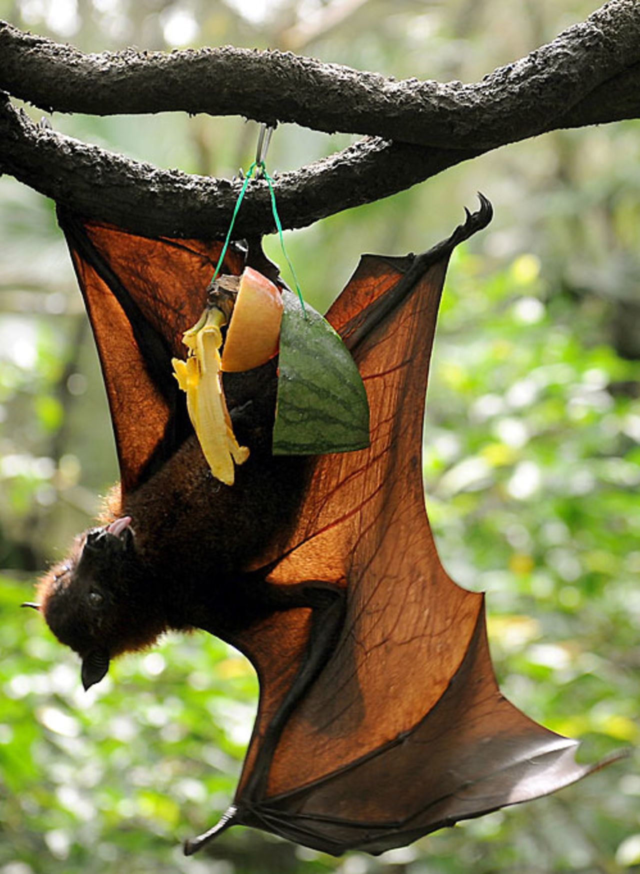 Fruit bat, Singapore, November 25, 2008