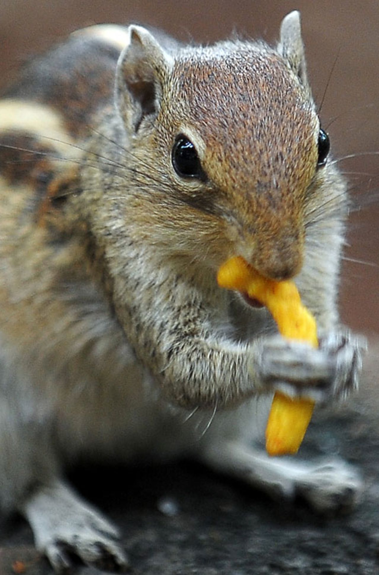 A Siberian chipmunk enjoys a snack, Bangalore, May 20, 2010