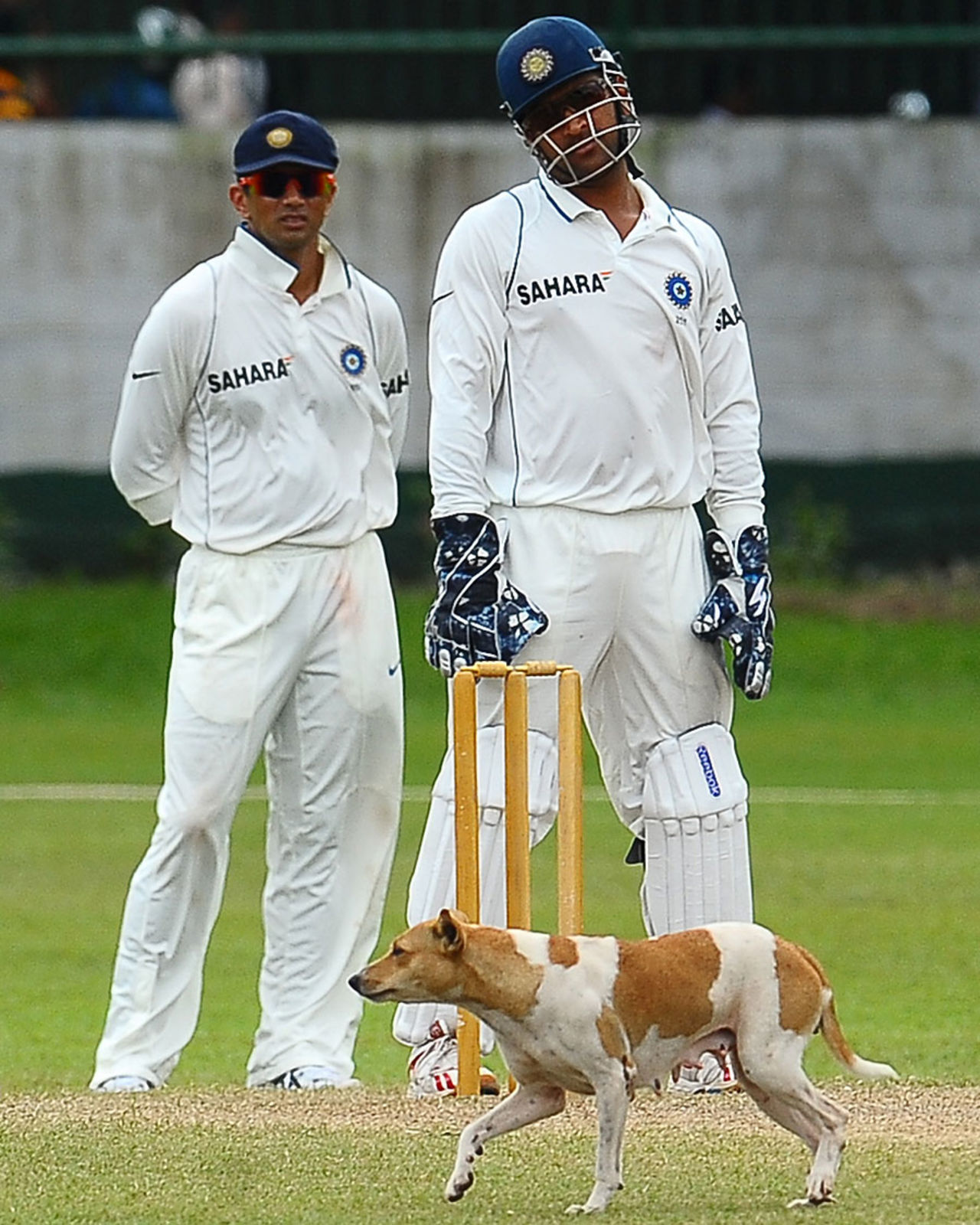 A dog interrupts play as Rahul Dravid and MS Dhoni look on, Sri Lanka Board President's XI v Indians, 3rd day, Colombo, July 15, 2010 