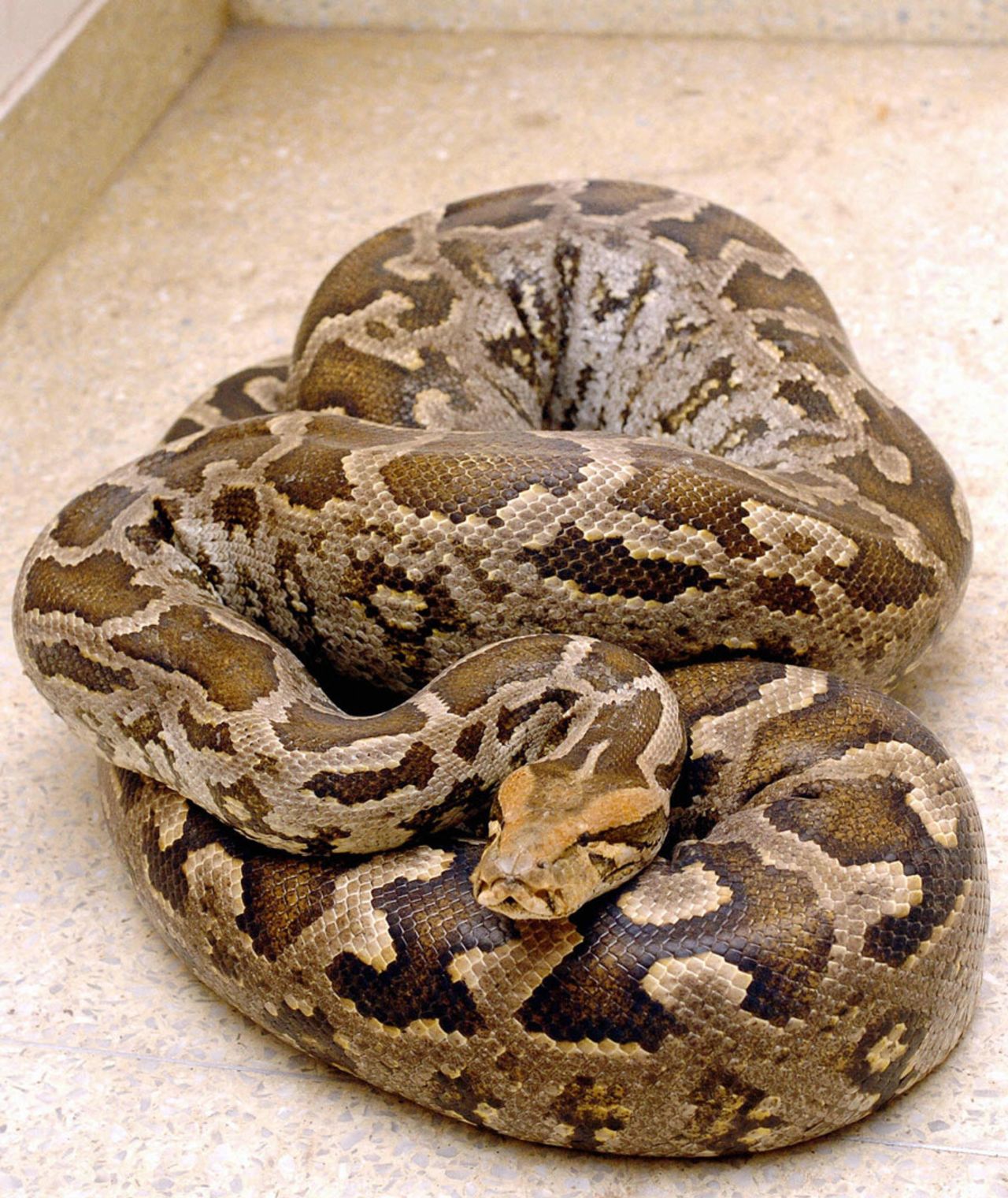 A 11 feet long, 21 kgs Indian rock python was rescued by Reptile rescue team, New Delhi, July 15, 2004