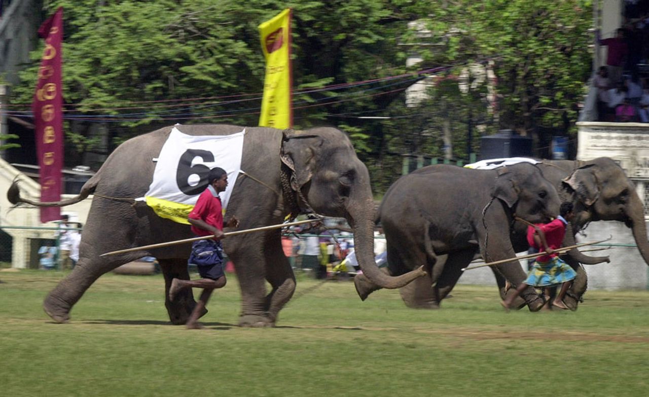 Domesticated elephants run during a race, Colombo, February 11, 2006