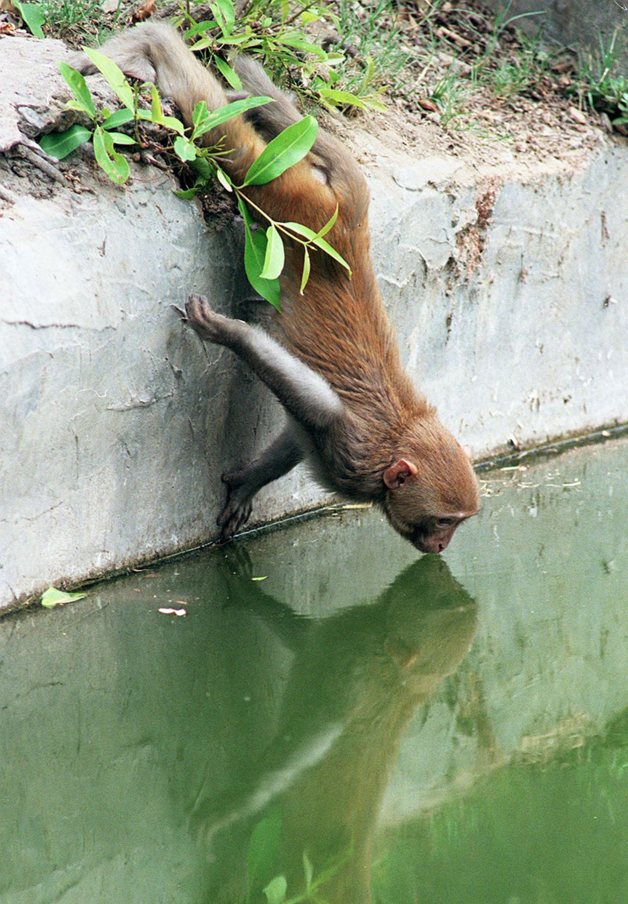 A monkey sees its reflection while drinking water from a pond, Delhi, April 22, 1998