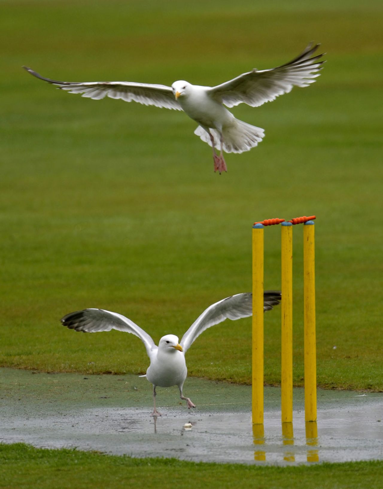 Rain ensured birds queered the pitch, Scotland v Netherlands, 2nd day, ICC Intercontinental Cup, Aberdeen, June 22, 2011