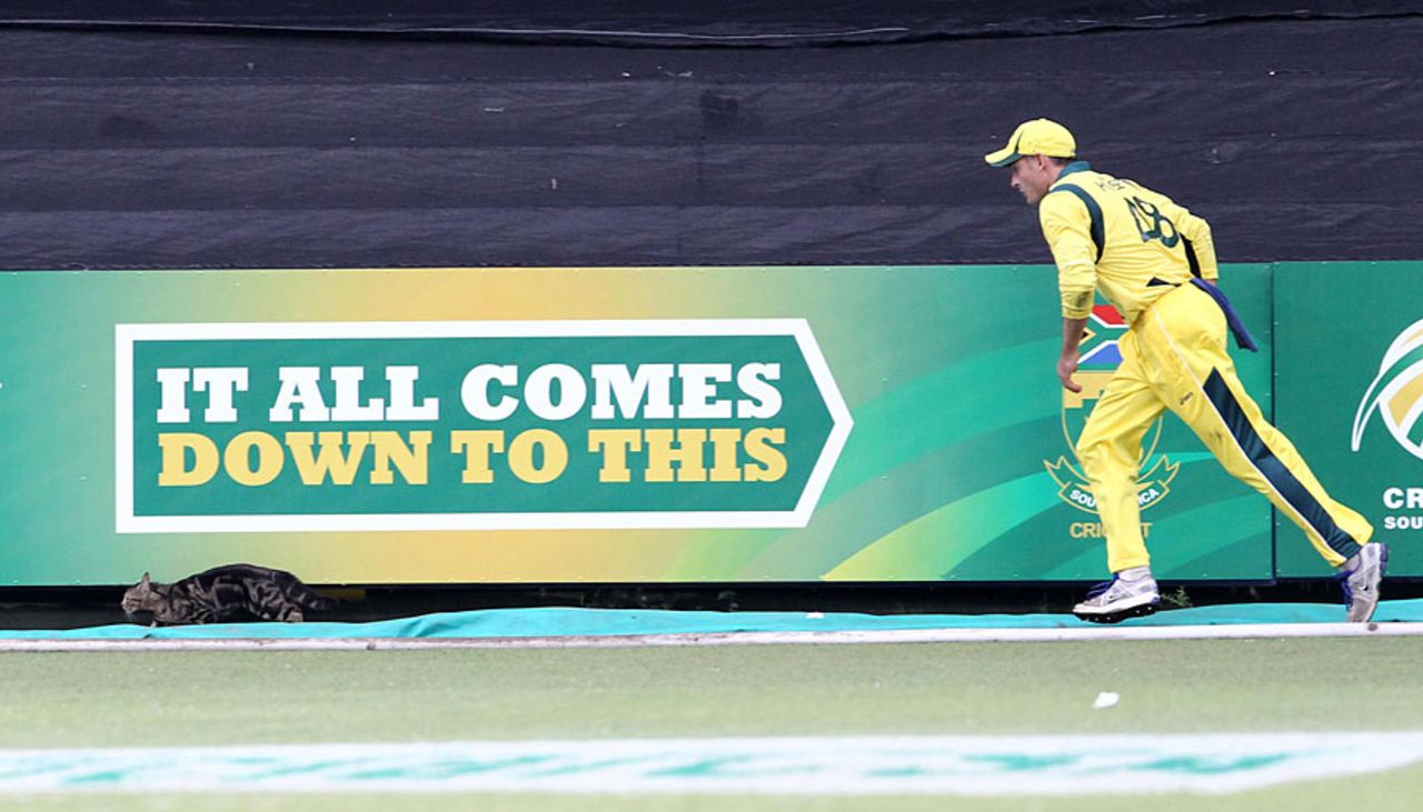 Mike Hussey tries to catch a cat by the boundary boards, South Africa v Australia, 3rd ODI, Durban, October 28, 2011