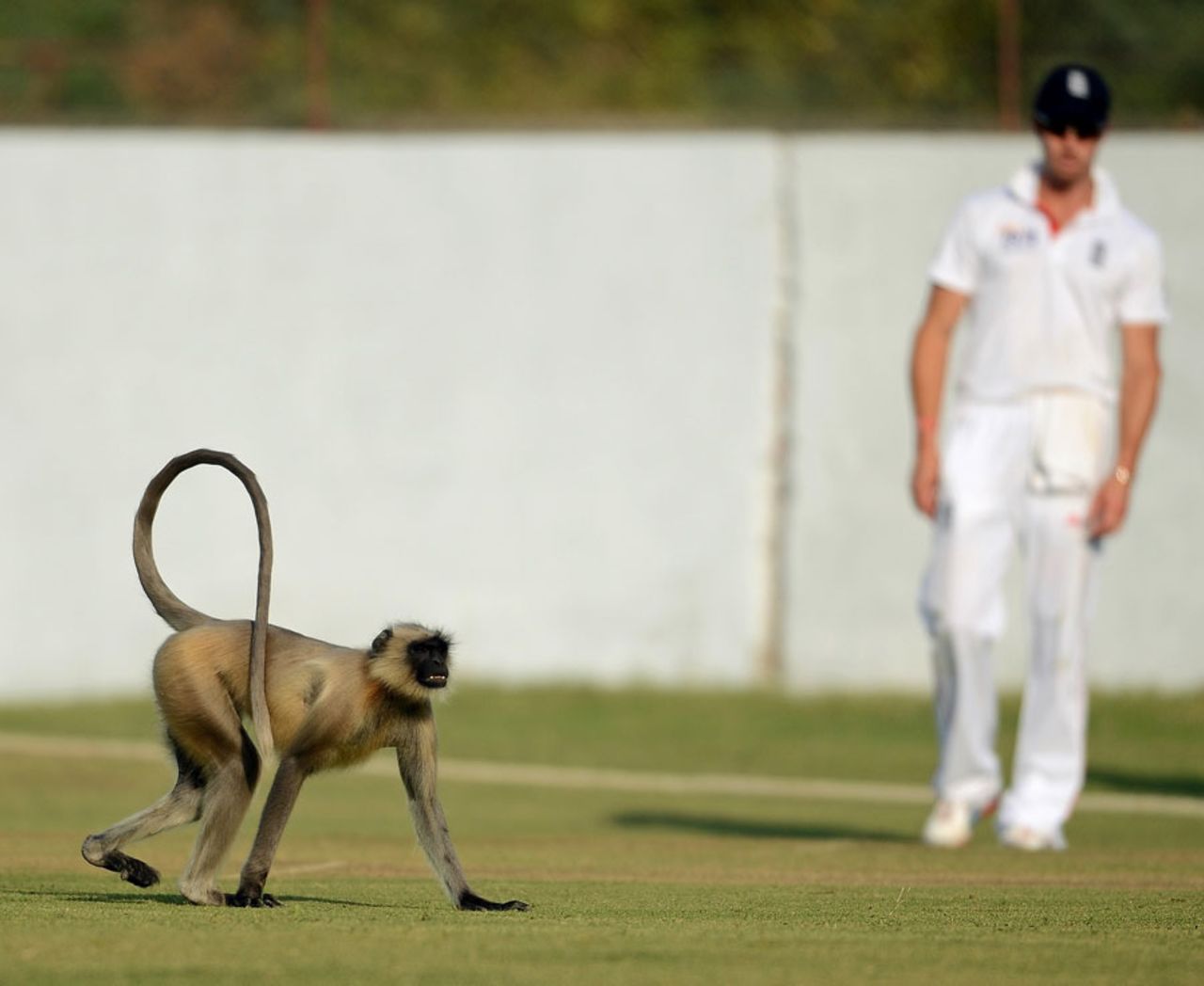 A keen spectator invades the field on day two, Haryana v England XI, tour match, Ahmedabad, 2nd day, November 9, 2012
