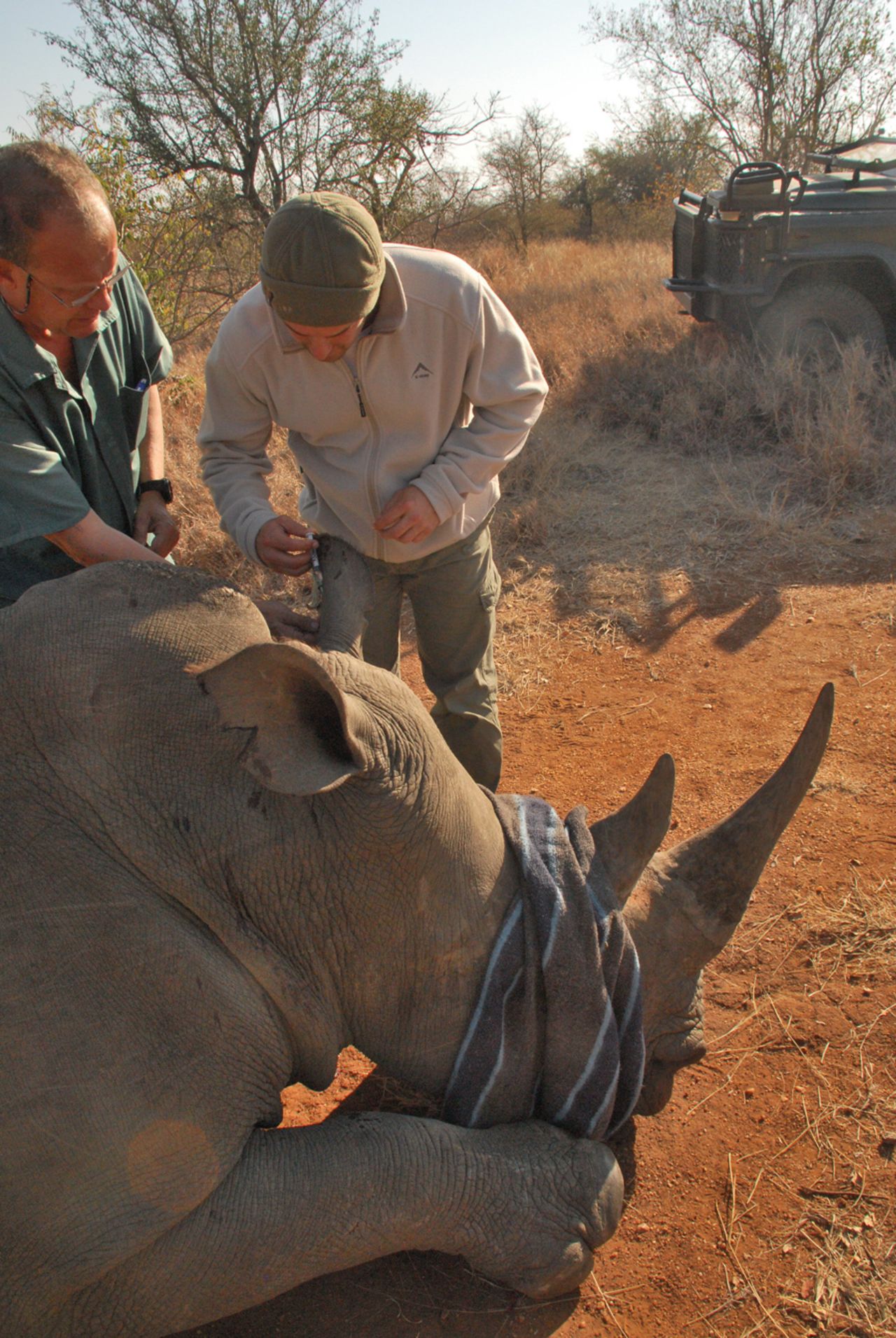 Mark Boucher inspects a tranquilised rhino