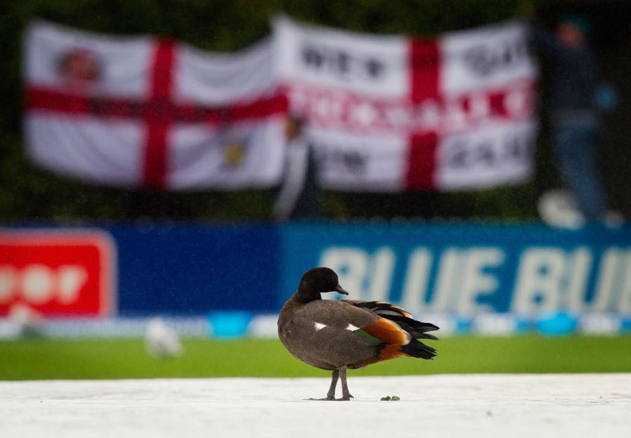 The paradise shelduck made a return on the final day, New Zealand v England, 2nd Test, Wellington, 5th day, March 18, 2013