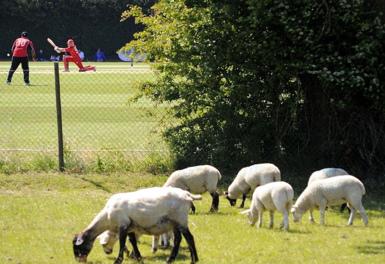 A few sheep graze during Denmark's batting, Denmark v Germany, ICC European Championship Division 1, Fulking, July 8, 2013