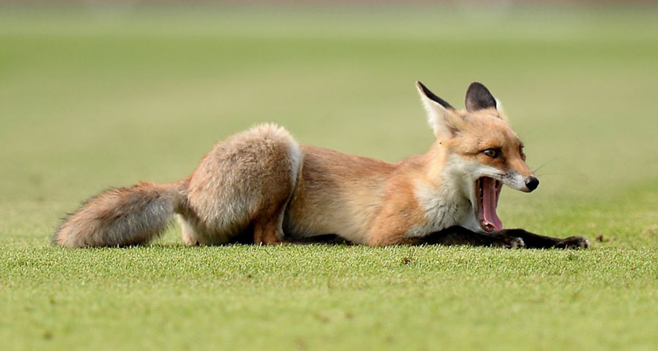 A fox makes itself at home on The Oval outfield, Surrey v Essex, YB40, The Oval, August 2, 2013