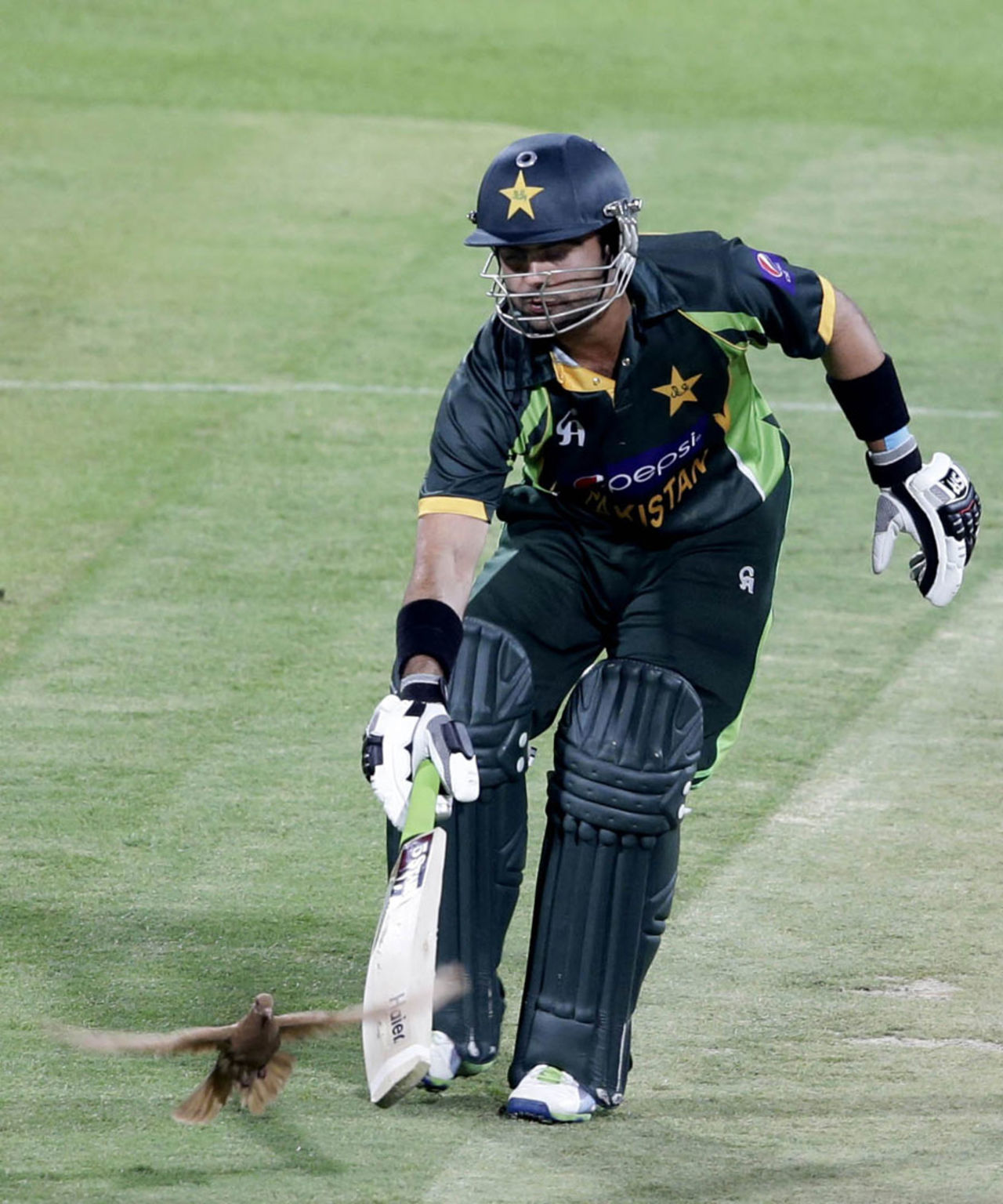 Ahmed Shehzad tries to get rid of a pigeon on the pitch, Pakistan v South Africa, 5th ODI, Sharjah, November 11, 2013
