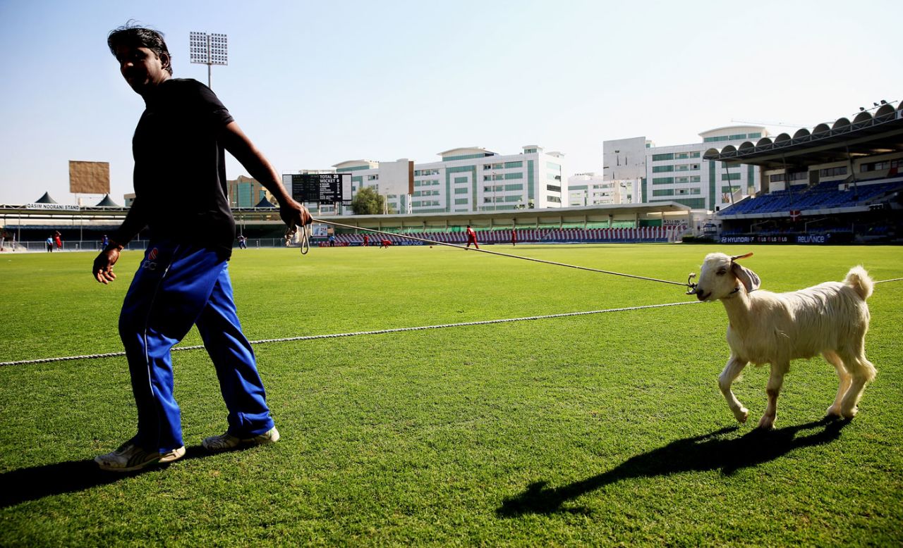A member of the ground staff leads a goat near the boundary during the game, United States of America v Denmark, ICC World Twenty20 Qualifier, 15th place play-off, Sharjah, November 26, 2013