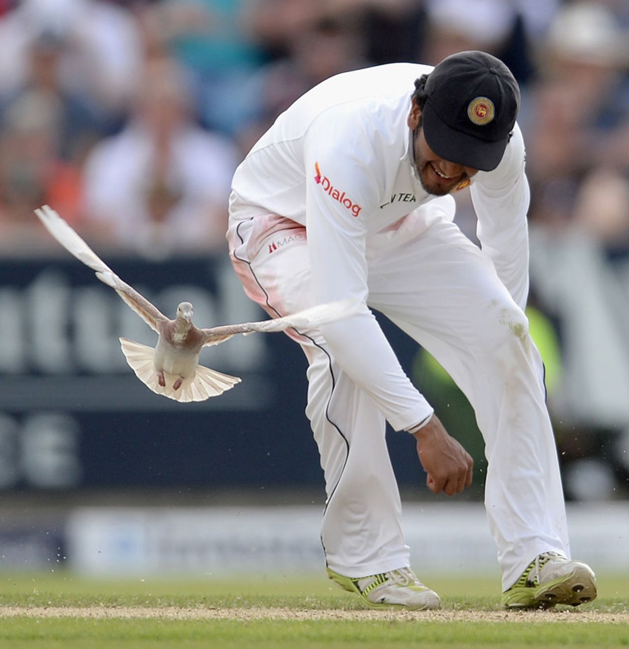 Catch the pigeon: Dimuth Karunaratne isn't quite quick enough, England v Sri Lanka, 2nd Investec Test, Headingley, 2nd day, June 21, 2014