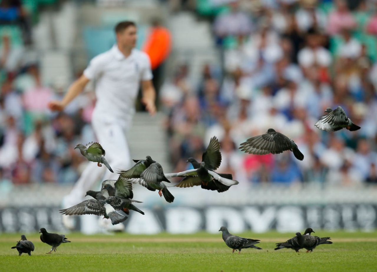 Pigeons take flight as Chris Woakes follows through, England v India, 5th Investec Test, The Oval, 1st day, August 15, 2014