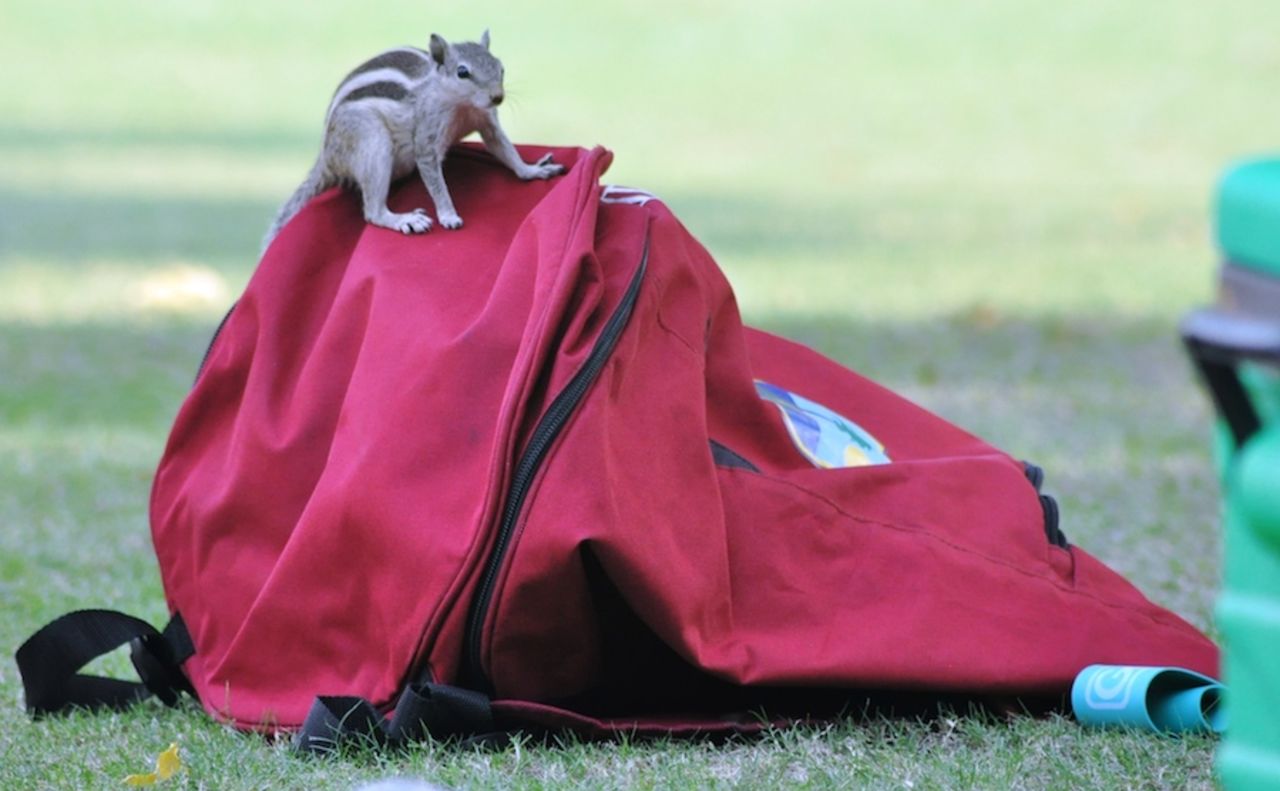 A squirrel at play during West Indies' training session, Delhi, October 14, 2014