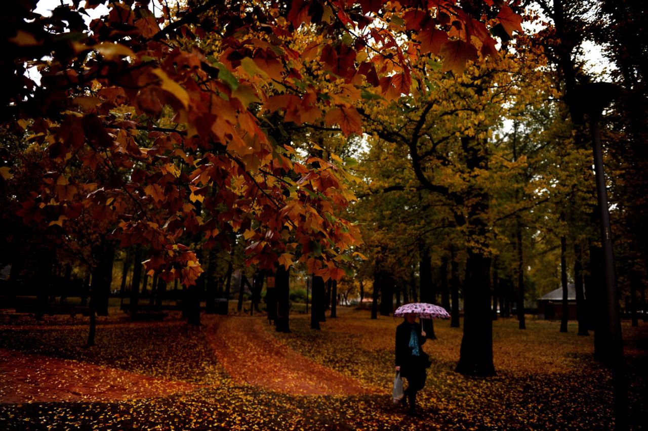 Autumn colours and rain in Glebe Park, Canberra, May 26, 2010
