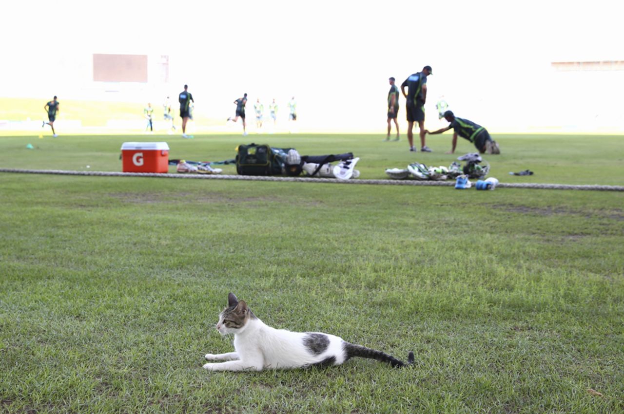 Australia have a visitor at practice, Abu Dhabi, October 29, 2014