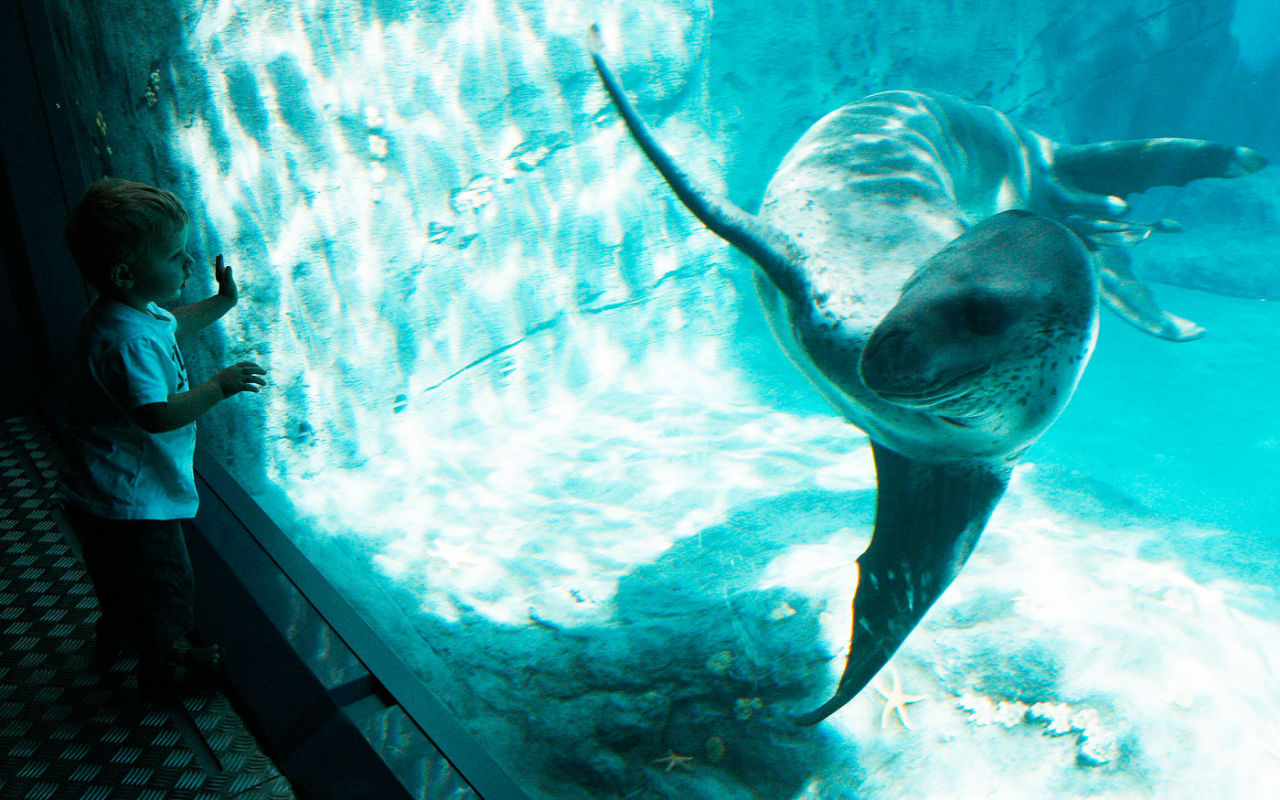 A leopard seal swims past as a young boy looks on at Sydney's Taronga Zoo, April 2, 2008