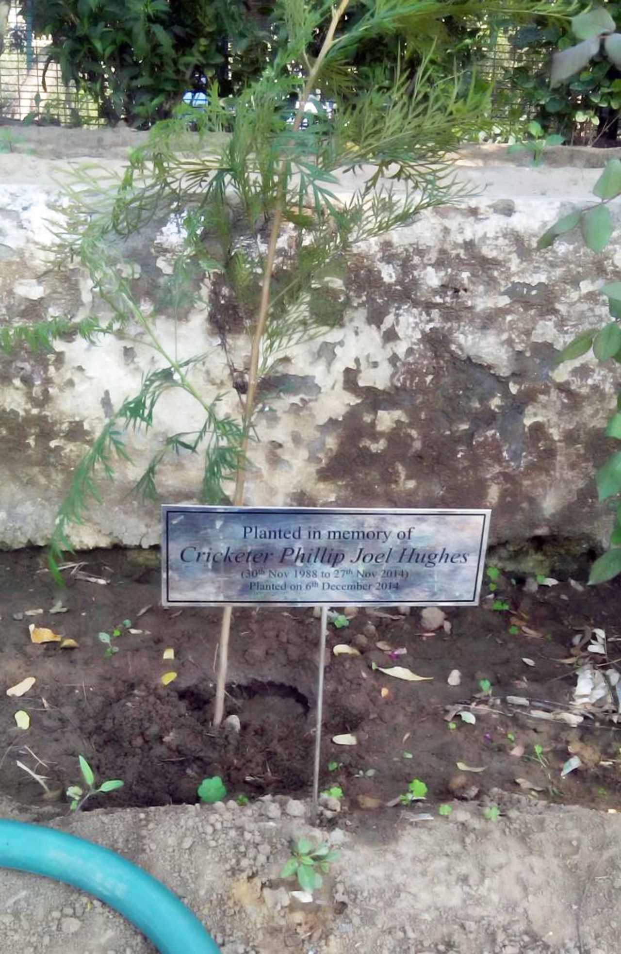 The sapling planted by Gautam Gambhir in memory of Phillip Hughes at the Roshanara Cricket Ground, Delhi, December 7, 2014