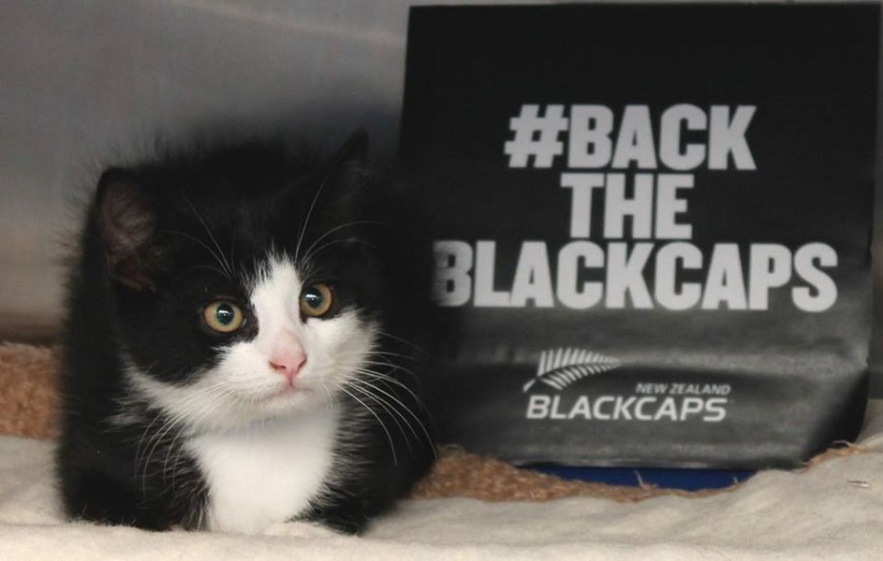 The black and white cat that has become New Zealand's mascot at the World Cup, Auckland, March 26, 2015