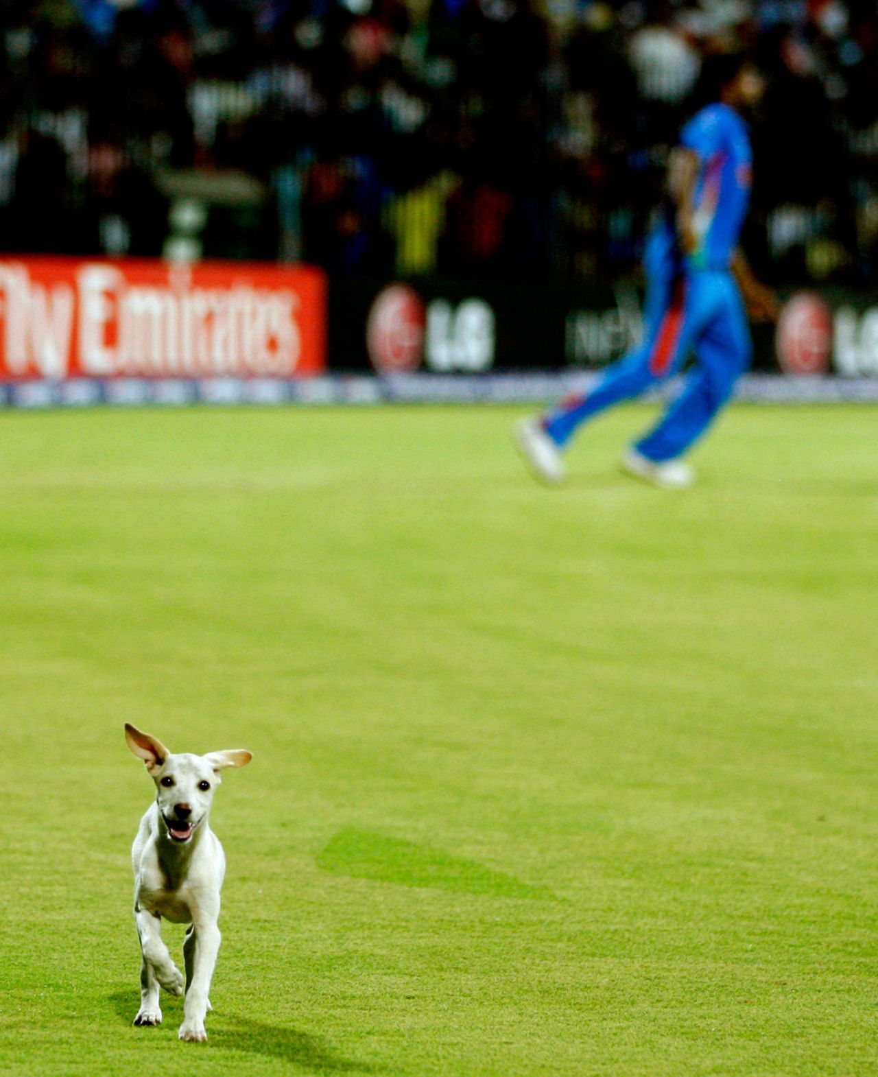 A young dog runs in the outfield, India v West Indies, Group B, World Cup 2011, Chennai, March 20, 2011