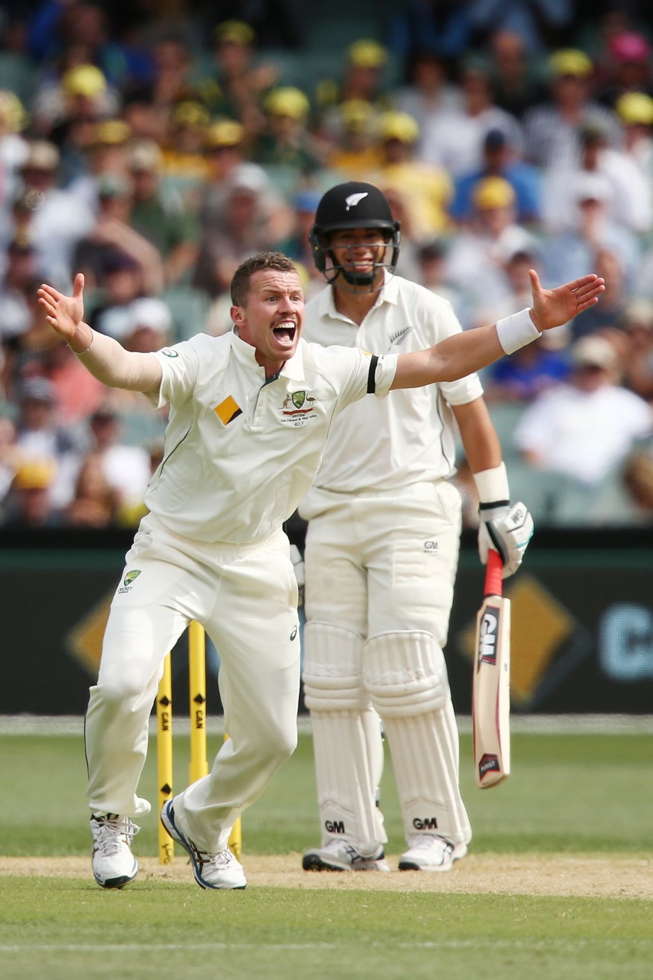 Peter Siddle implores the umpire for the wicket of Ross Taylor, Australia v New Zealand, 3rd Test, Adelaide, November 27, 2015
