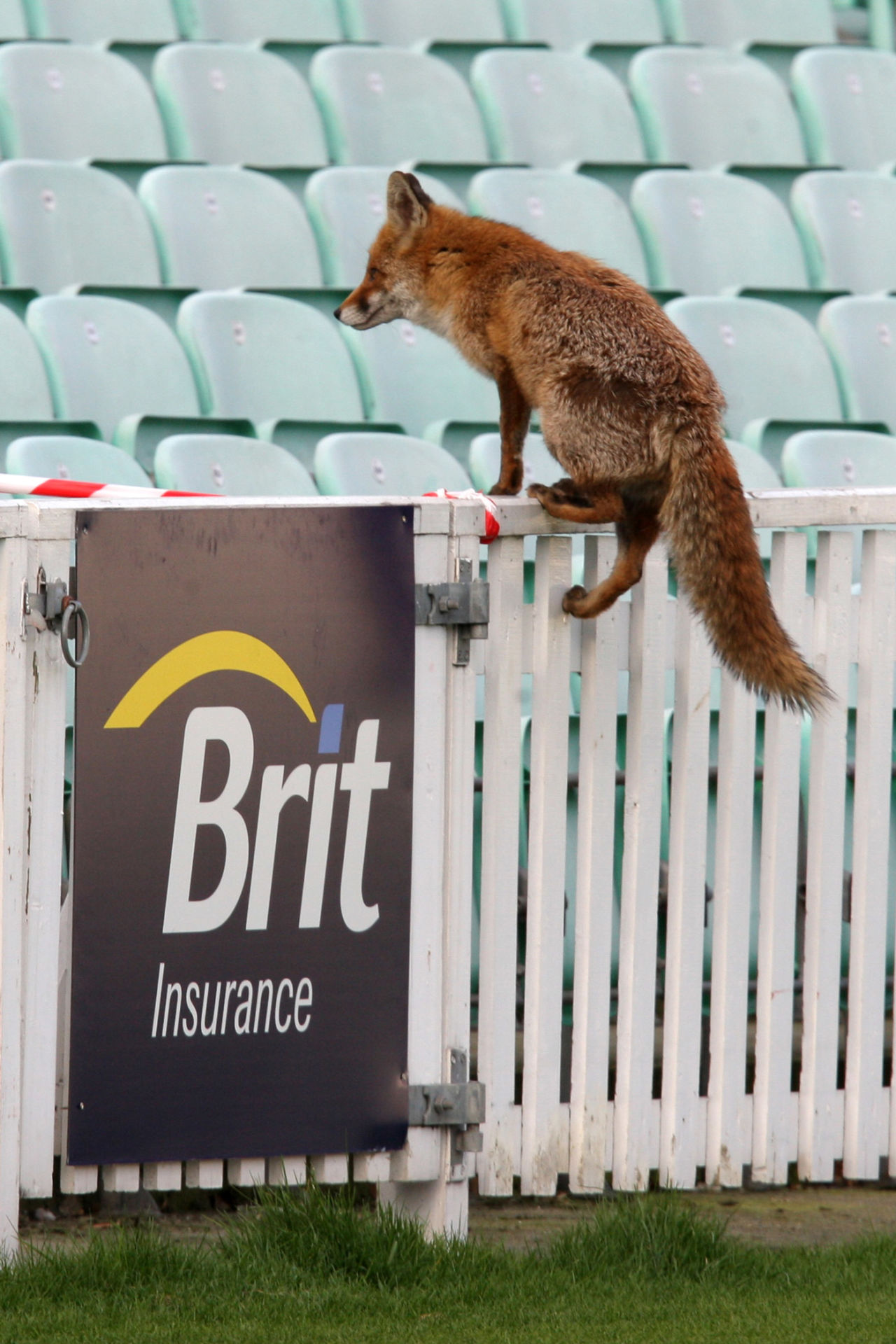 The quick brown fox jumps over the picket fence, Surrey v Derbyshire, County Championship Division Two, The Oval, April 11, 2010