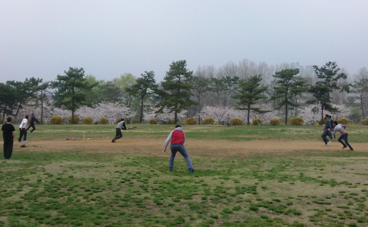 <b>Sajjad Manzoor:</b> Cricket with cherry blossoms along the background,  YPSA Cricket Club Hanyang University, Ansan, South Korea